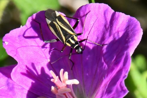 Réf. 258 879 : Hadrodemus m-flavum